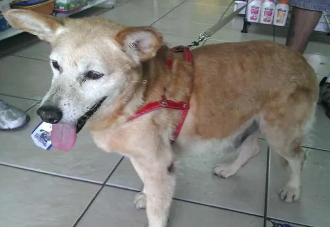 Cachorro ra a SRD idade 6 ou mais anos nome Francesco