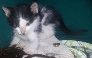 Gato raça  idade Abaixo de 2 meses nome sem nome