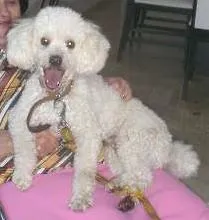 Cachorro ra a Poodle idade 6 ou mais anos nome TOTTY