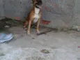 Cachorro raça pitbul mix idade 2 anos nome marley