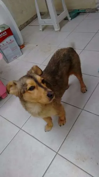 Cachorro ra a vira lata com pastor alemão idade 4 anos nome Laika