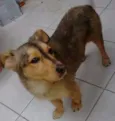 Laika