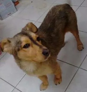 Cachorro raça vira lata com pastor alemão idade 4 anos nome Laika