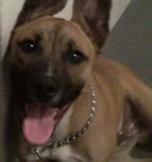 Cachorro raça pitbul mix idade 2 anos nome marley