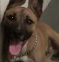 Cachorro raça pitbul mix idade 2 anos nome marley