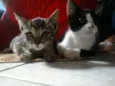 fifi e fofo