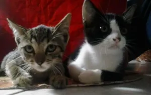 Gato raça  idade Abaixo de 2 meses nome fifi e fofo