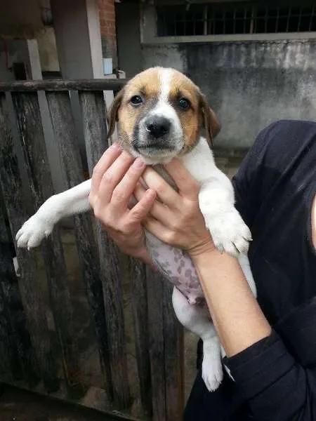 Cachorro ra a SRD idade 2 a 6 meses nome FILHOTINHOS