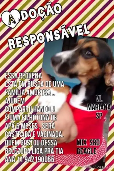 Cachorro ra a MIX BEAGLE idade 2 a 6 meses nome BEAGLE MIX