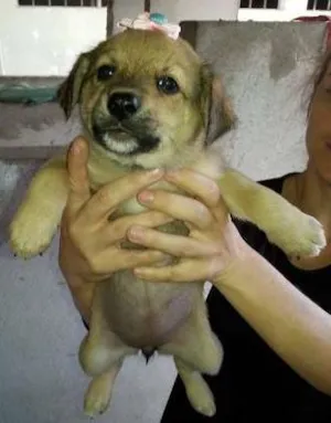 Cachorro raça SRD idade 2 a 6 meses nome FILHOTINHOS