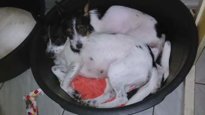Cachorro ra a SRD idade 2 a 6 meses nome CACAU E LUA