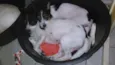 CACAU E LUA
