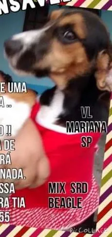 Cachorro raça MIX BEAGLE idade 2 a 6 meses nome BEAGLE MIX