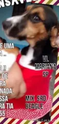 BEAGLE MIX