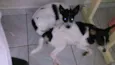 CACAU E LUA