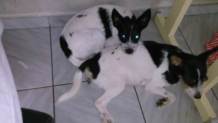 Cachorro ra a SRD idade 2 a 6 meses nome CACAU E LUA
