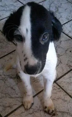 Cachorro ra a idade 2 a 6 meses nome Cachorro