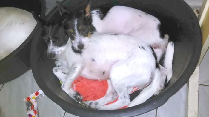 Cachorro ra a SRD idade 2 a 6 meses nome CACAU E LUA