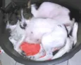 CACAU E LUA