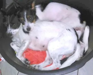 Cachorro raça SRD idade 2 a 6 meses nome CACAU E LUA