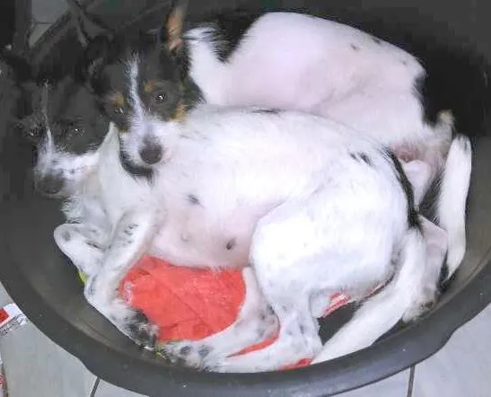 Cachorro ra a SRD idade 2 a 6 meses nome CACAU E LUA