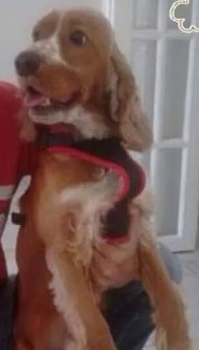 Cachorro ra a SRD idade 1 ano nome COCKER