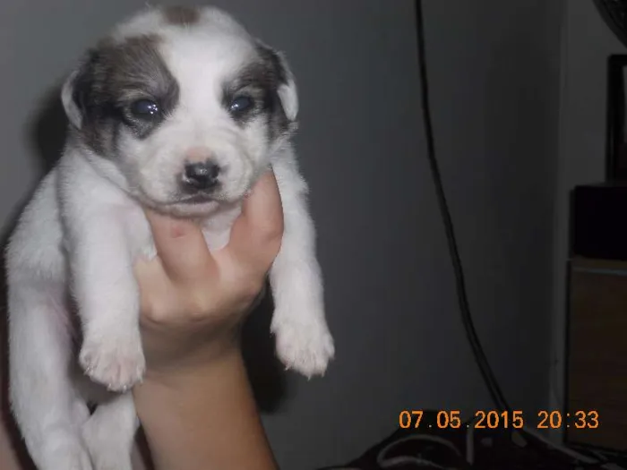 Cachorro ra a SRD idade Abaixo de 2 meses nome filhotes