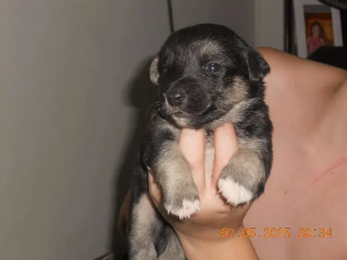Cachorro ra a SRD idade Abaixo de 2 meses nome filhotes