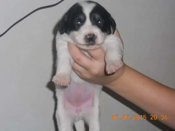 Cachorro ra a SRD idade Abaixo de 2 meses nome filhotes