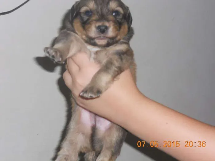 Cachorro ra a SRD idade Abaixo de 2 meses nome filhotes