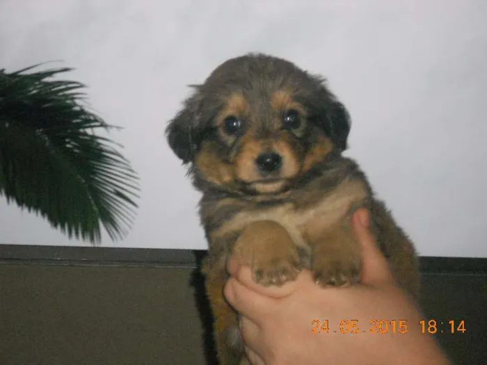 Cachorro ra a SRD idade Abaixo de 2 meses nome filhotes