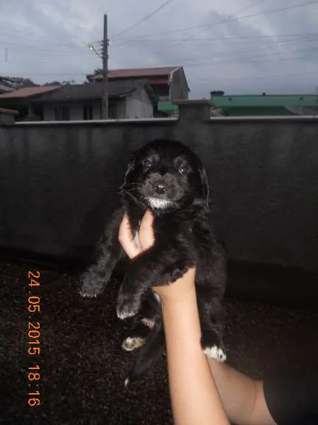 Cachorro ra a SRD idade Abaixo de 2 meses nome filhotes