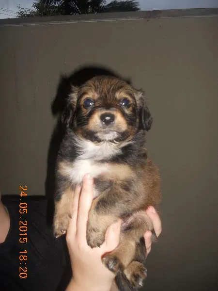 Cachorro ra a SRD idade Abaixo de 2 meses nome filhotes