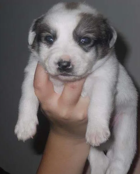 Cachorro ra a SRD idade Abaixo de 2 meses nome filhotes