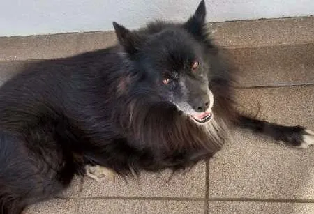 Cachorro ra a SRD idade 6 ou mais anos nome Freddy