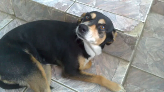Cachorro ra a vira lata idade 6 ou mais anos nome Neguinha