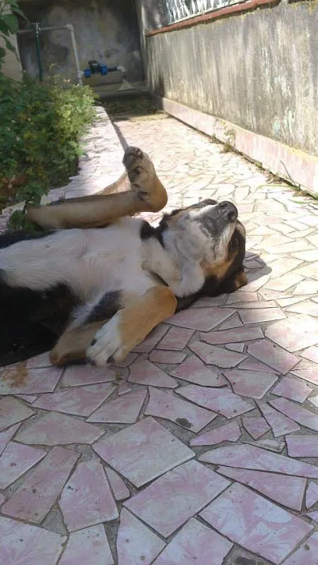Cachorro ra a vira lata idade 6 ou mais anos nome Neguinha
