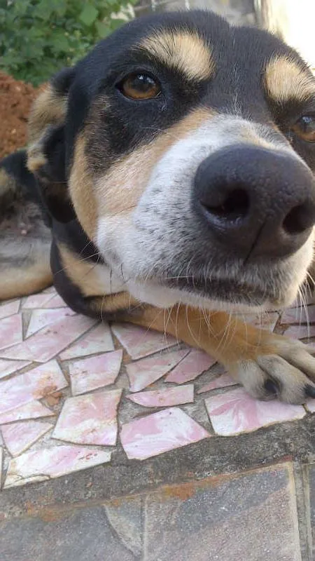 Cachorro ra a vira lata idade 6 ou mais anos nome Neguinha