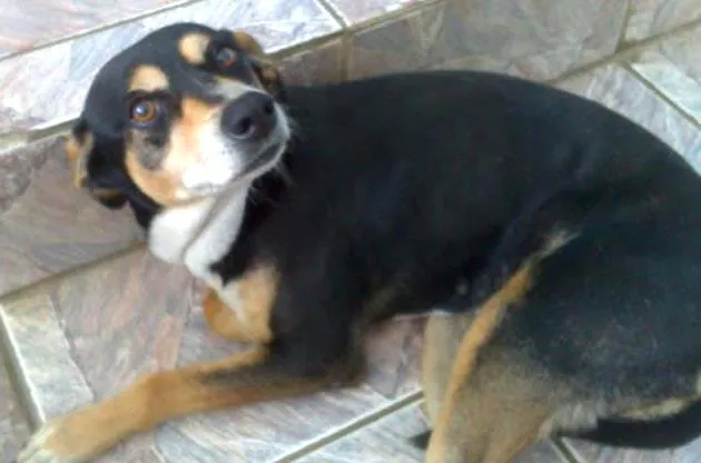 Cachorro ra a vira lata idade 6 ou mais anos nome Neguinha