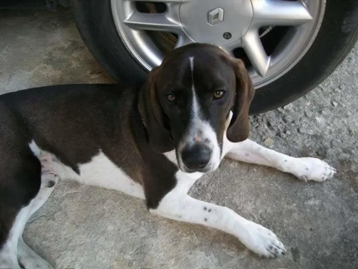 Cachorro ra a beagle idade 1 ano nome (beagle) tody