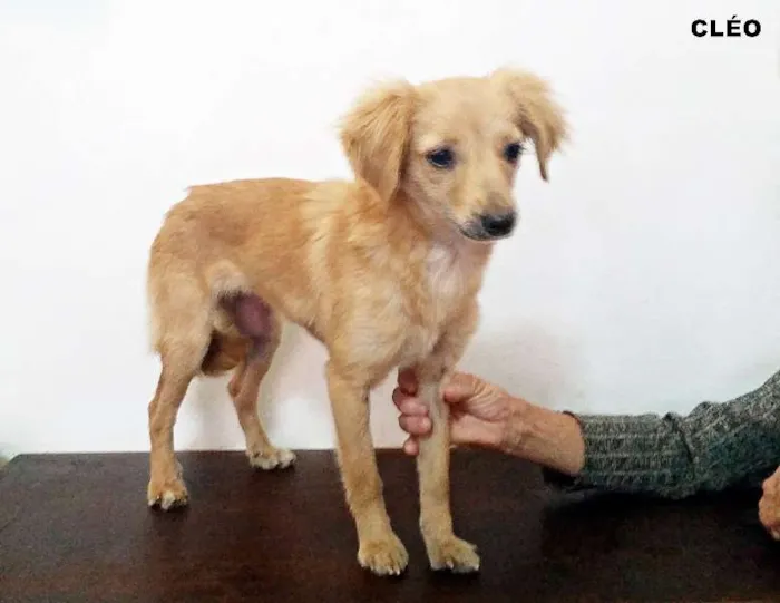 Cachorro ra a SRD idade 7 a 11 meses nome Amarela