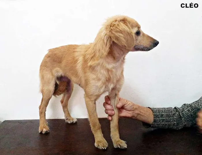 Cachorro ra a SRD idade 7 a 11 meses nome Amarela