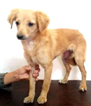 Cachorro raça SRD idade 7 a 11 meses nome Amarela