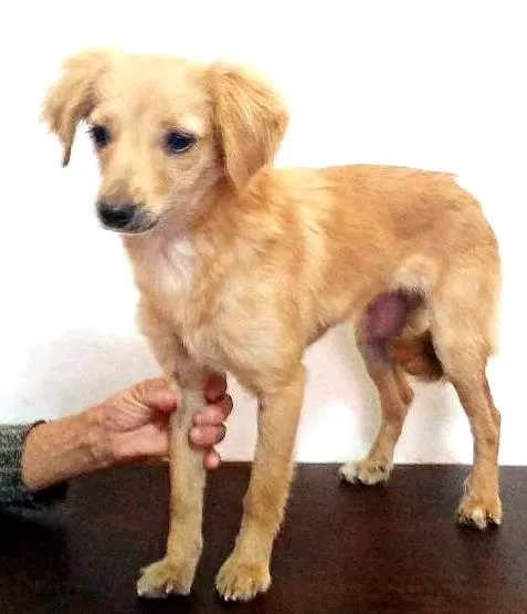 Cachorro ra a SRD idade 7 a 11 meses nome Amarela