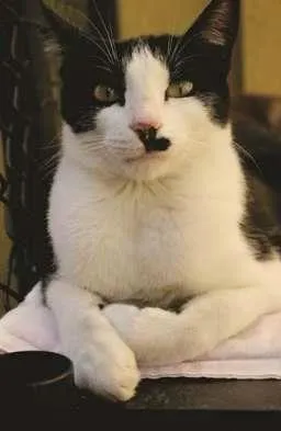 Cachorro raça SRD idade 7 a 11 meses nome Bigode