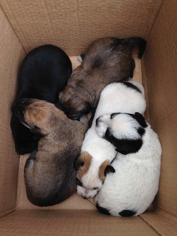 Cachorro ra a VIRA LATA idade Abaixo de 2 meses nome SEM NOMES