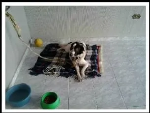 Cachorro ra a Border Collie idade 2 anos nome Enzo