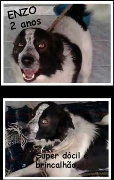Cachorro ra a Border Collie idade 2 anos nome Enzo