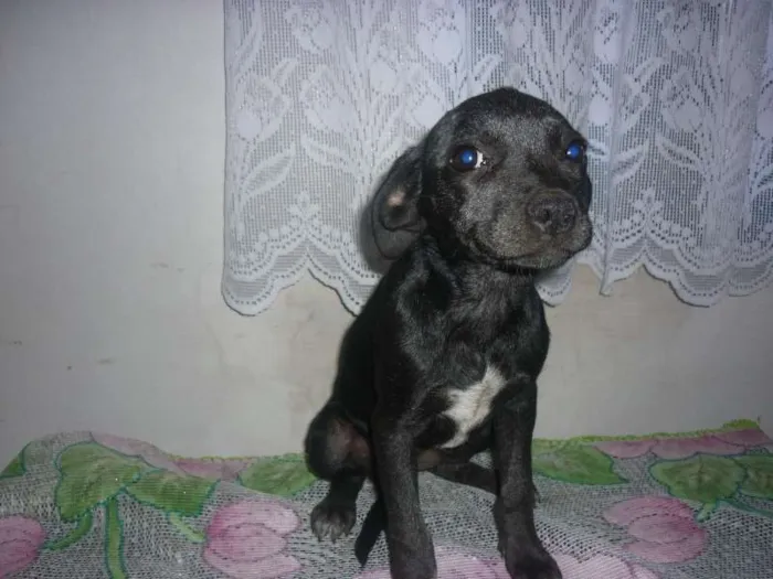 Cachorro ra a mestiço labrador idade 2 a 6 meses nome sem nome