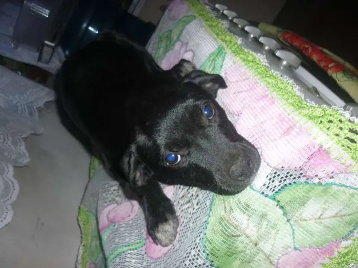 Cachorro ra a mestiço labrador idade 2 a 6 meses nome sem nome